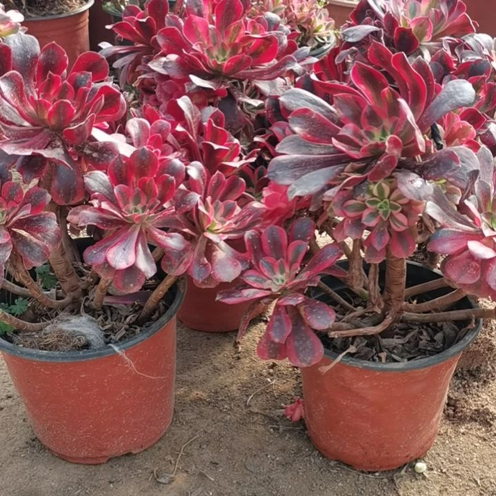 美杜莎法师多肉法师多肉砍不售后5