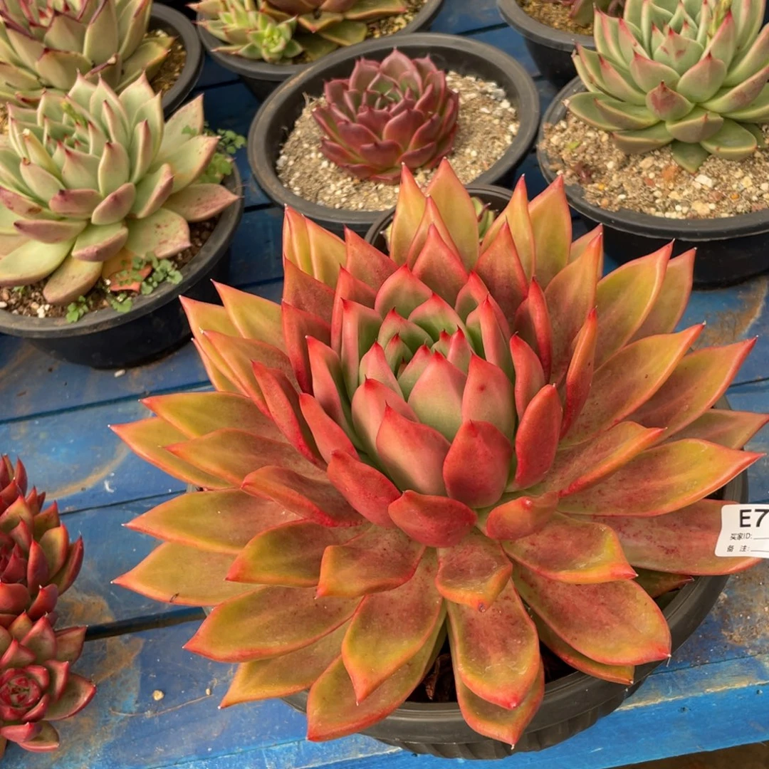 无花朵若如东云组拍E735