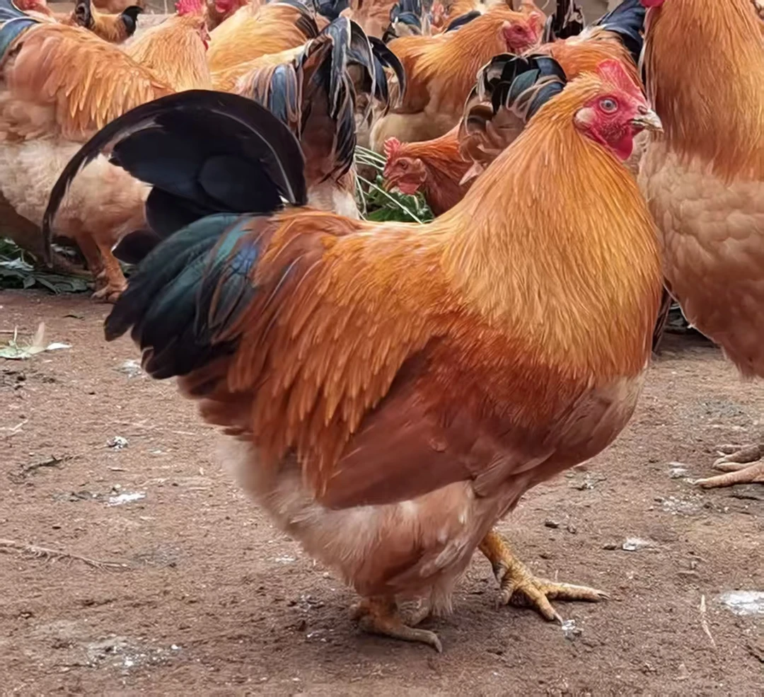 1斤重 黄油老母鸡搭配公鸡散养品质生鲜鸡