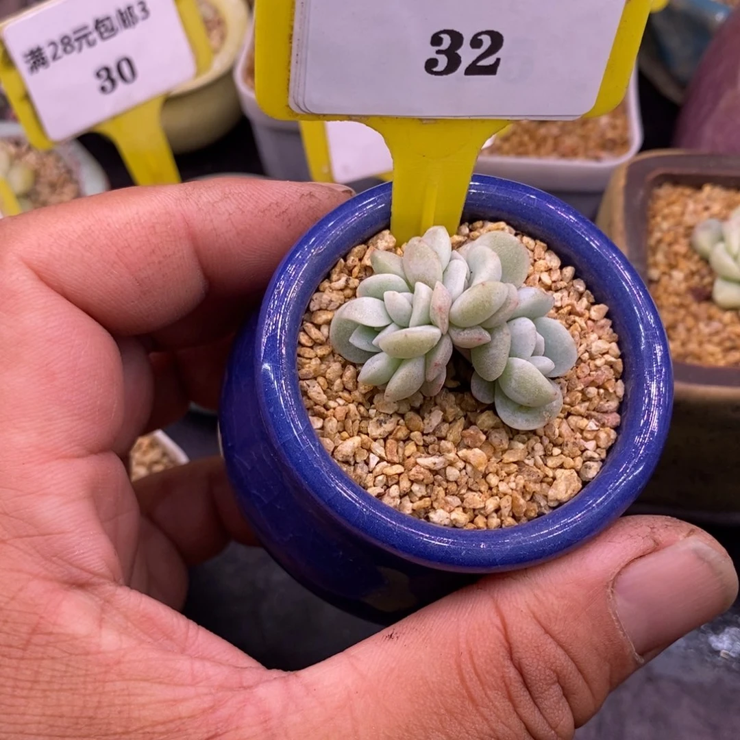 332冰玉石化，5头朵朵缀，带板子