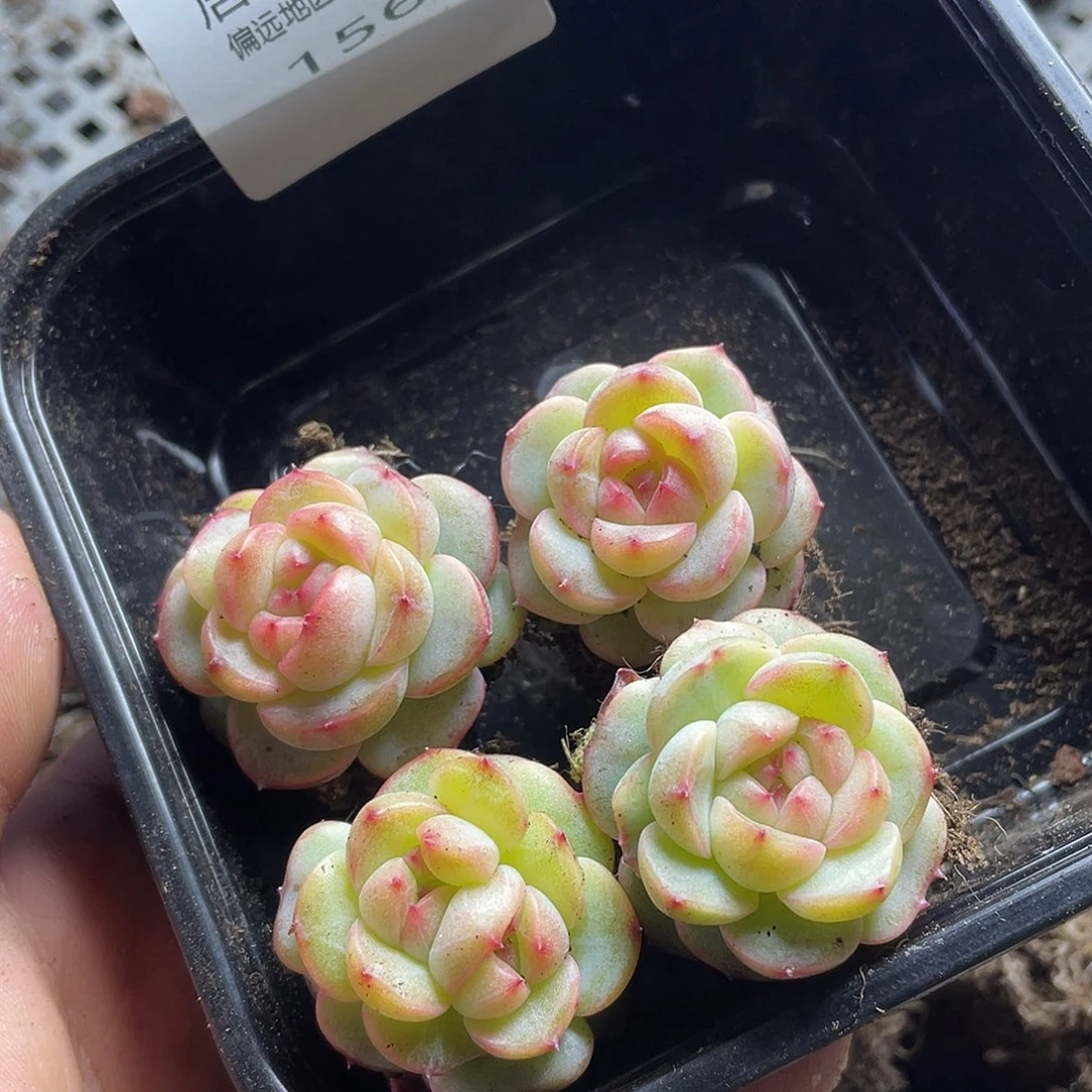 堇豆包珍妮一物一拍156