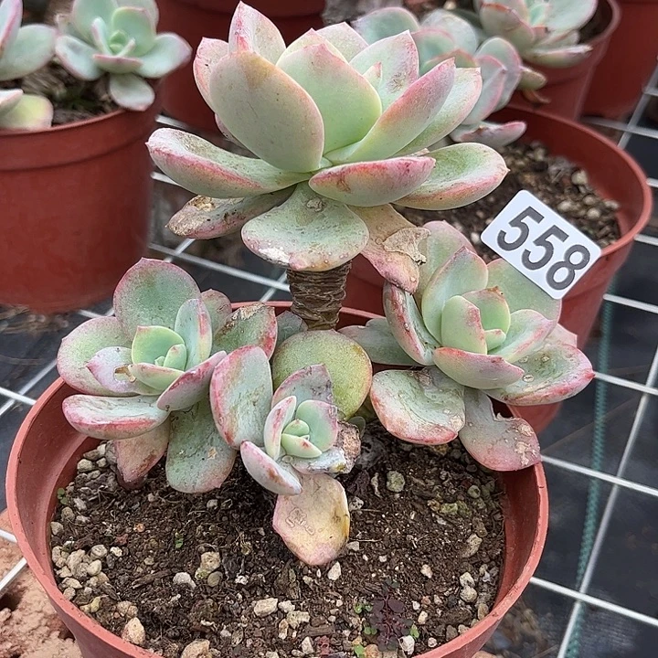 昕***语558白凤脱土发货不退不换