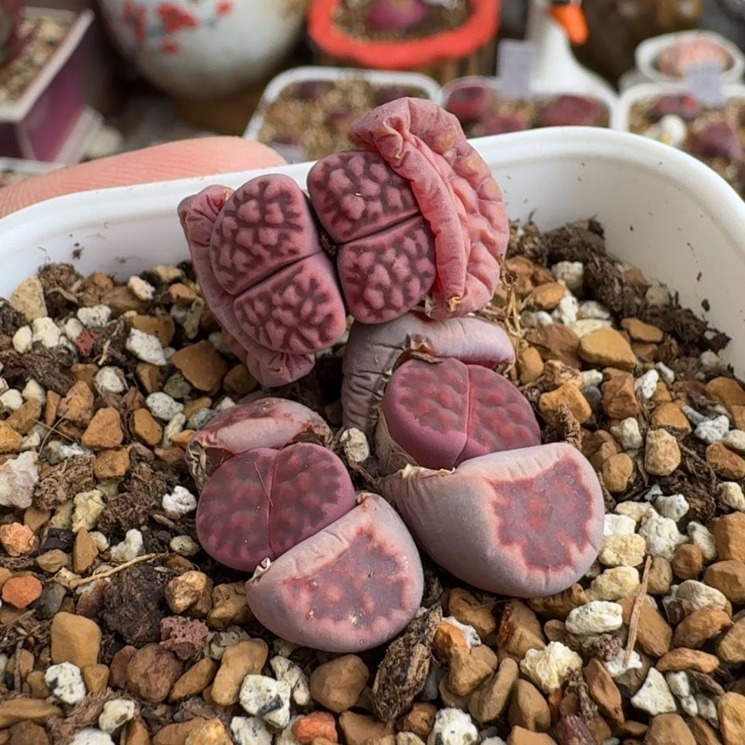 F260园艺新品紫花纹混合