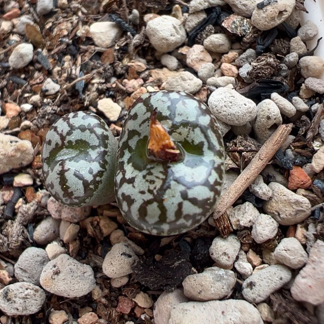 超白底爪纹康杂 413杂