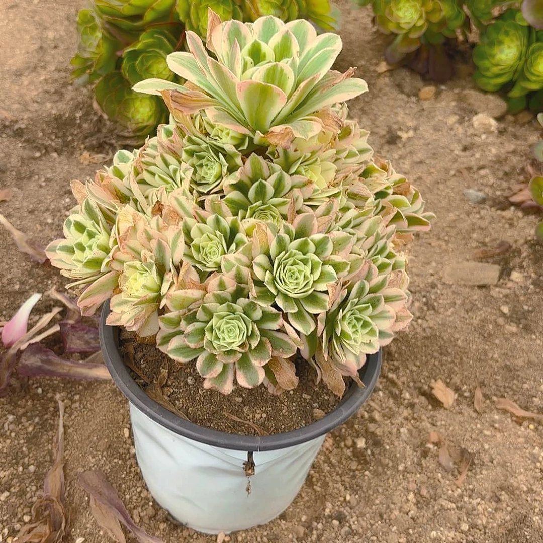 迈巴赫多肉植物手捧