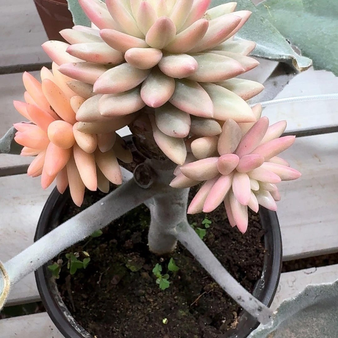 蜜桃啵啵锦侧芽可嫁接可发货