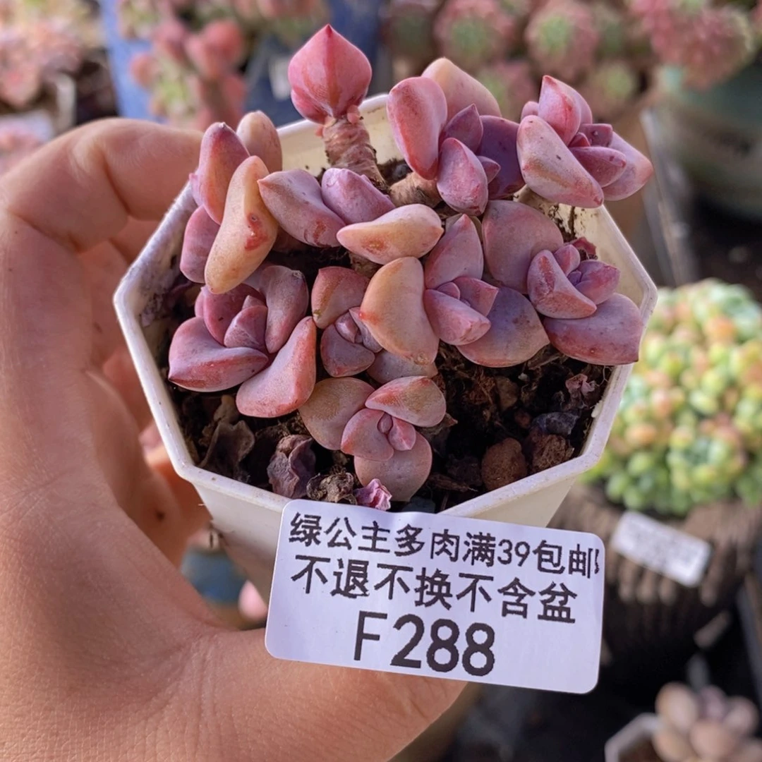 彩虹糖不包整6cm288多肉