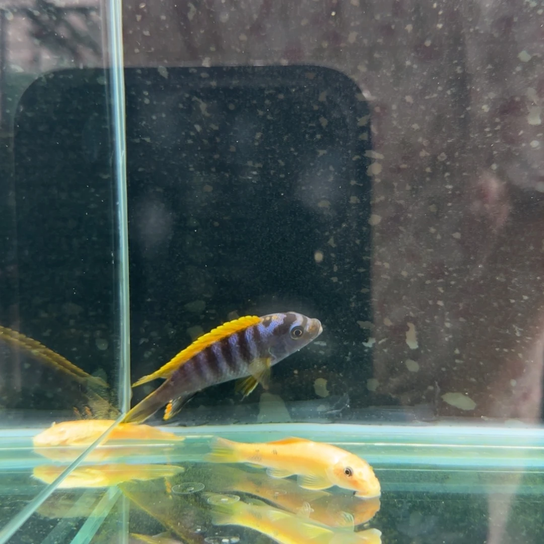 风***神慈鲷1285^_^^_^^_^