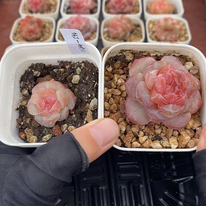 1124-534，粉魄2个