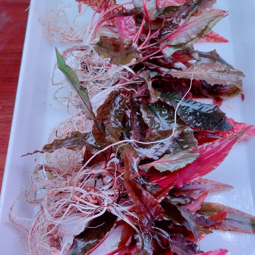 美小呆精品椒草一套