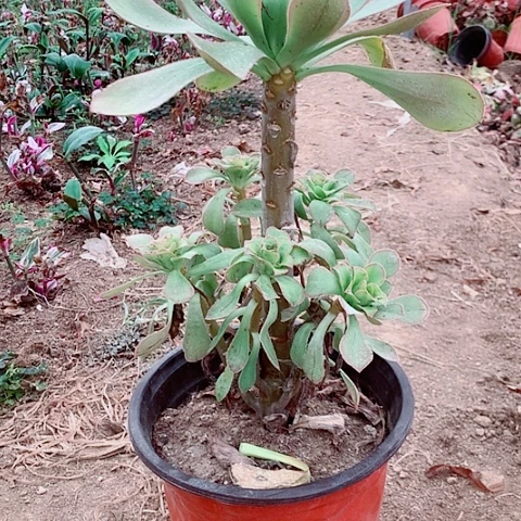 君美丽多肉植物法师15号