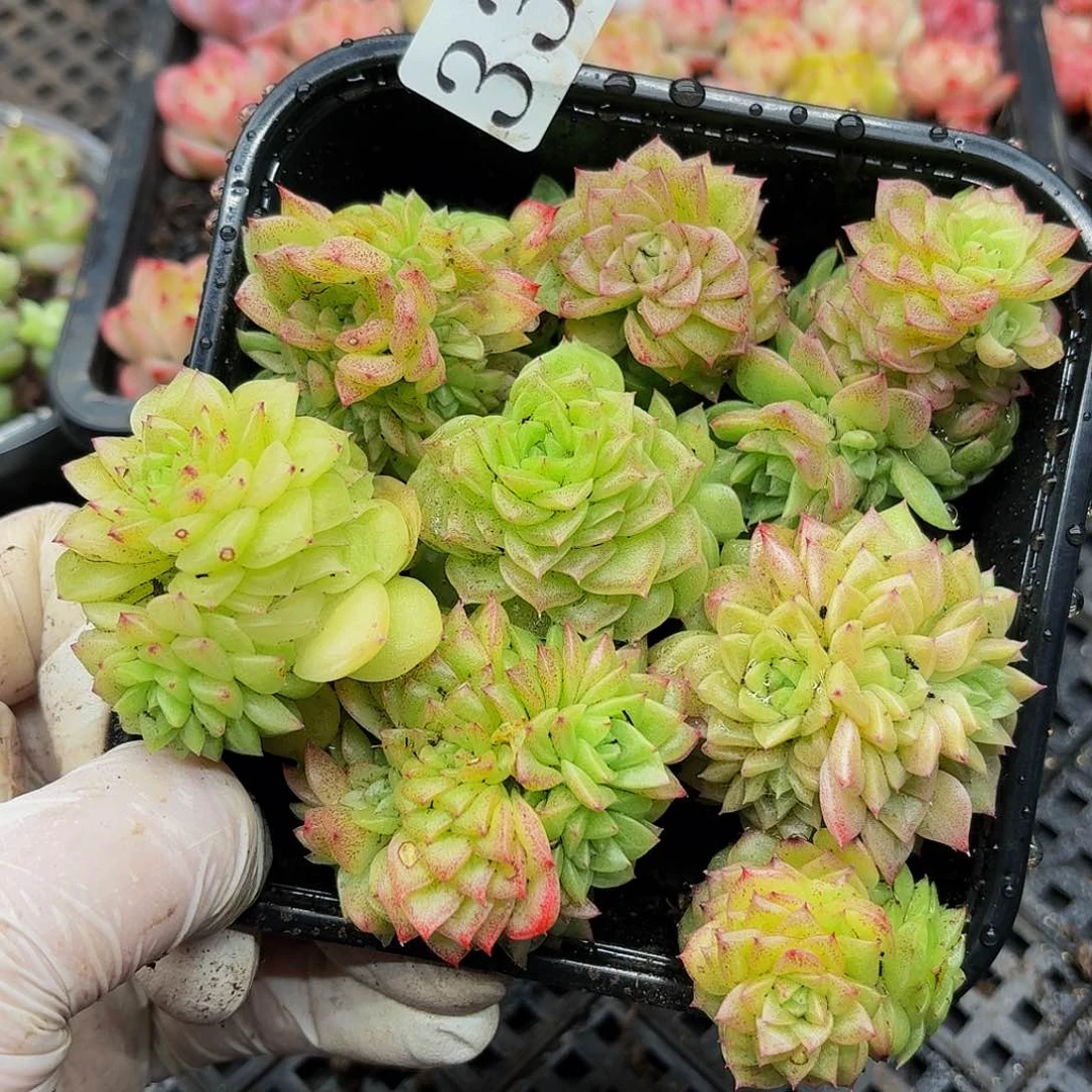 多肉植物多肉植物336