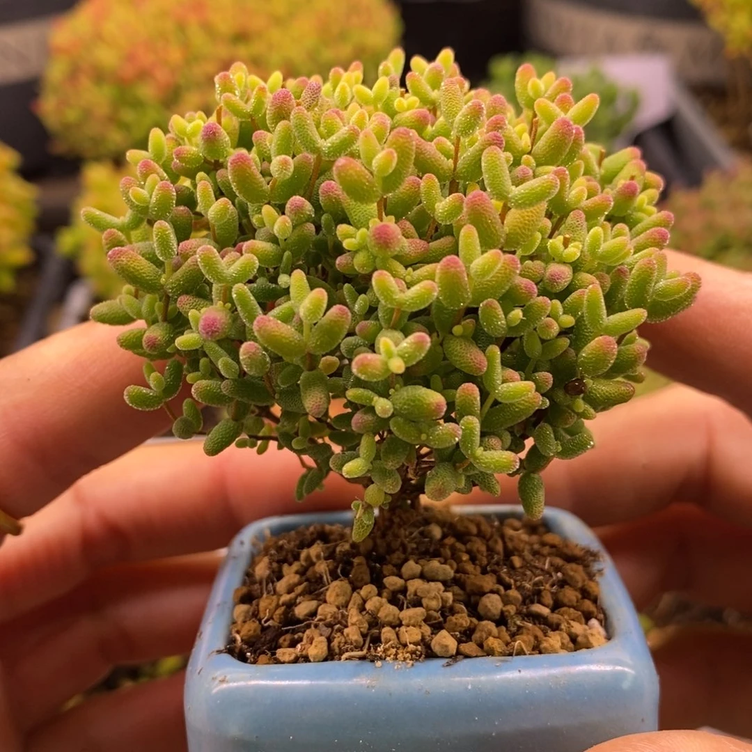 220蜜橘糖球。