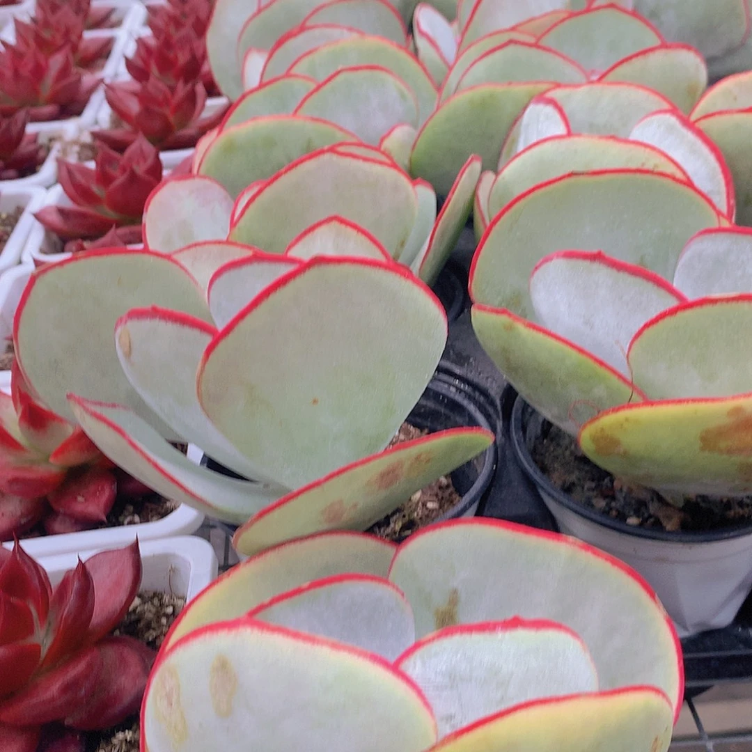 大号白眉356788900000000