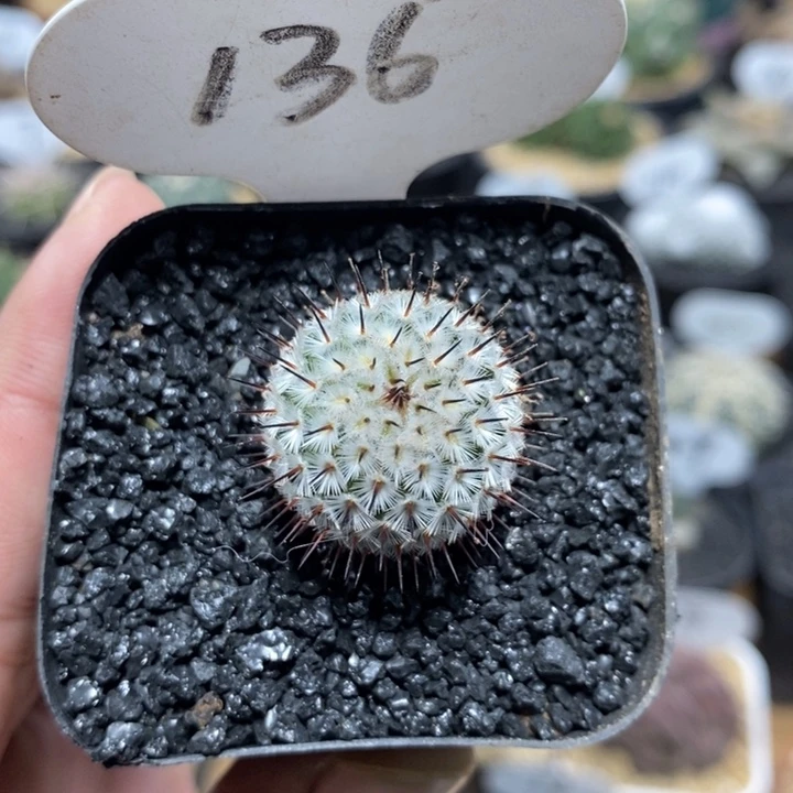 直刺佩雷136号2.3cm