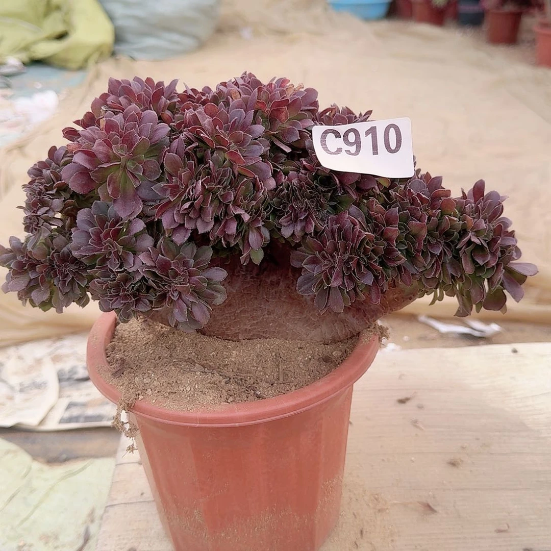 910玫瑰一颗呀呀