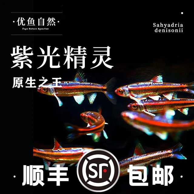 紫光精灵观赏鱼灯科多彩霓虹小型鱼冷水淡水低温耐寒溪流缸原生鱼