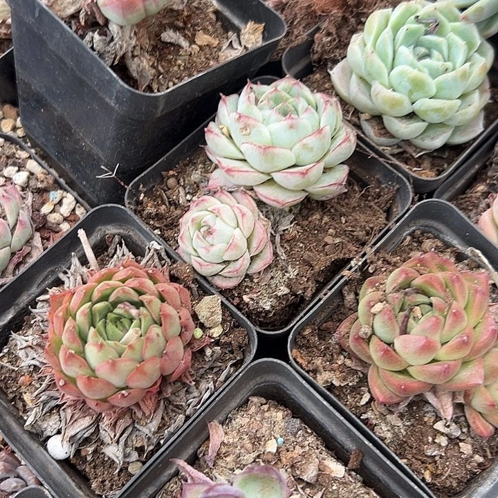 无花朵7方杯黑盆10盆小精品。