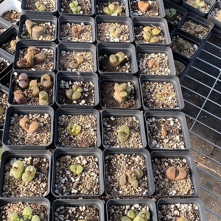 14559一筐风铃有伤