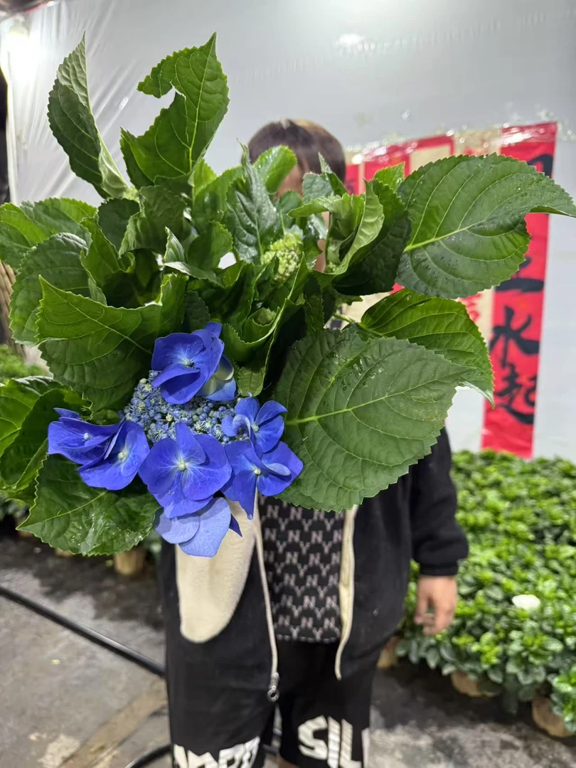 （花王）小蝶绣球花·复古蓝色系大花绣球