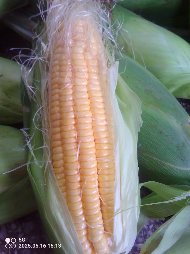 新鲜水果玉米甜脆可生吃适合榨汁蒸煮的精品玉米