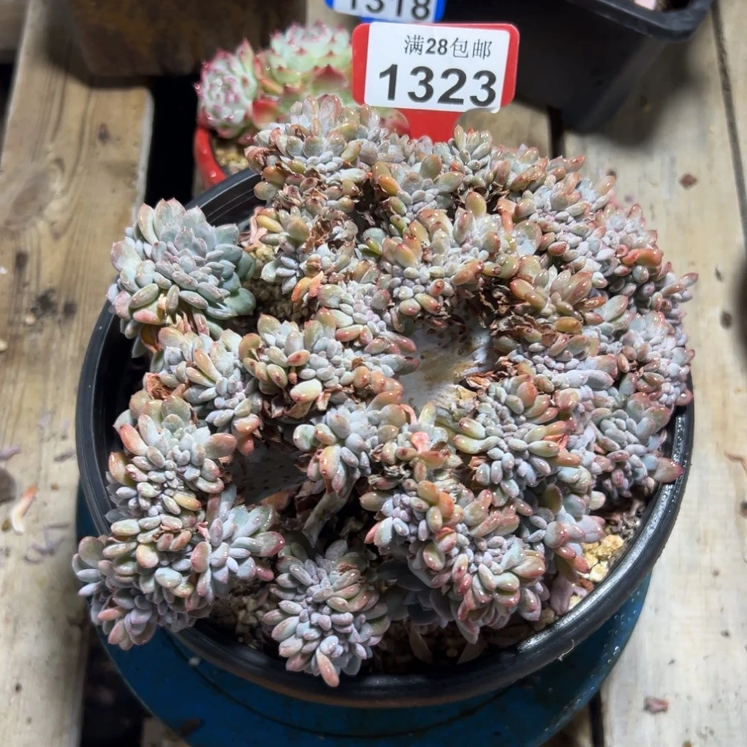 1323玛瑙缀，冠服21