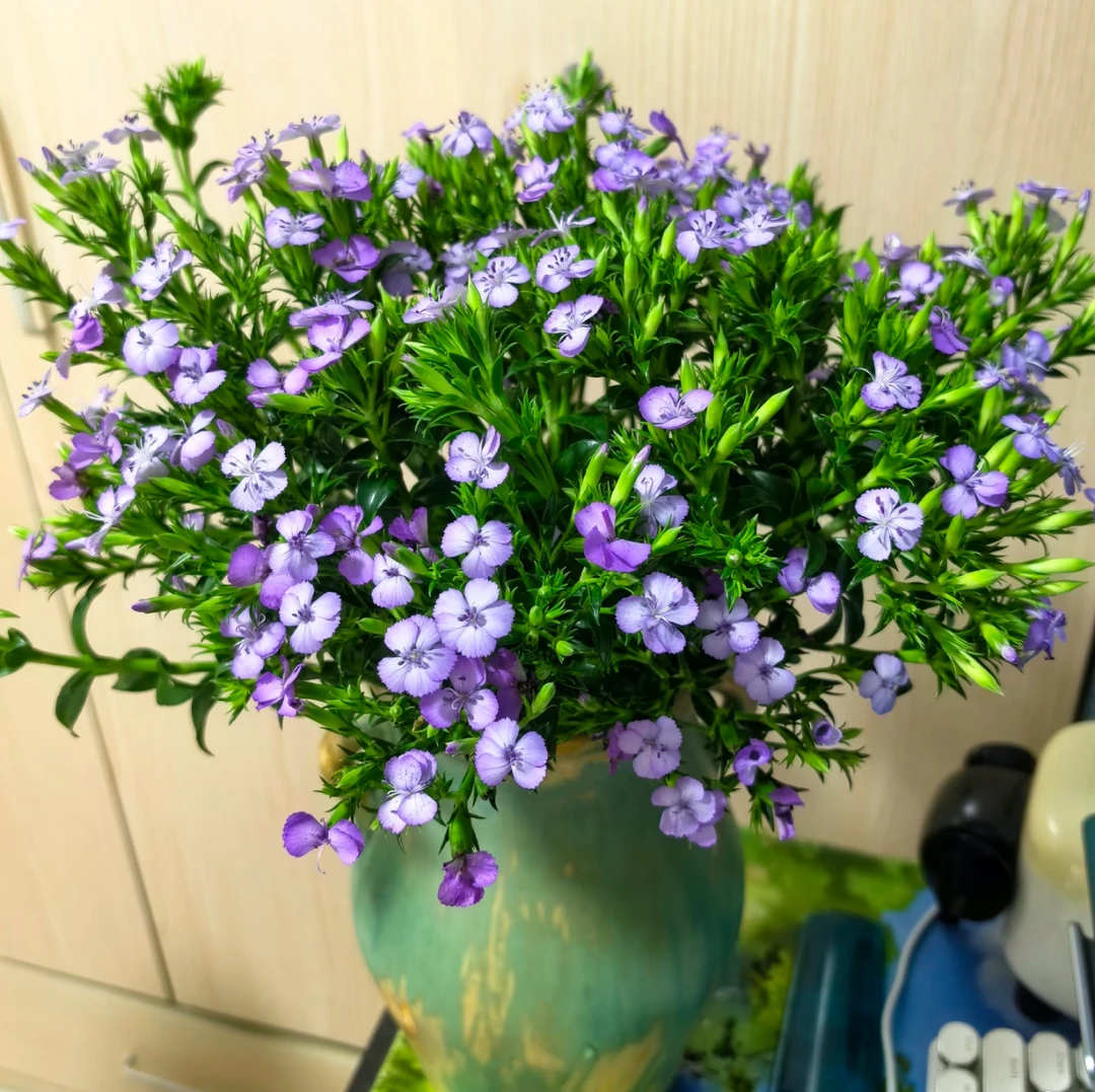 【紫色青梅】 紫色青梅1把 花期长 | 全场任意满两单鲜花包邮