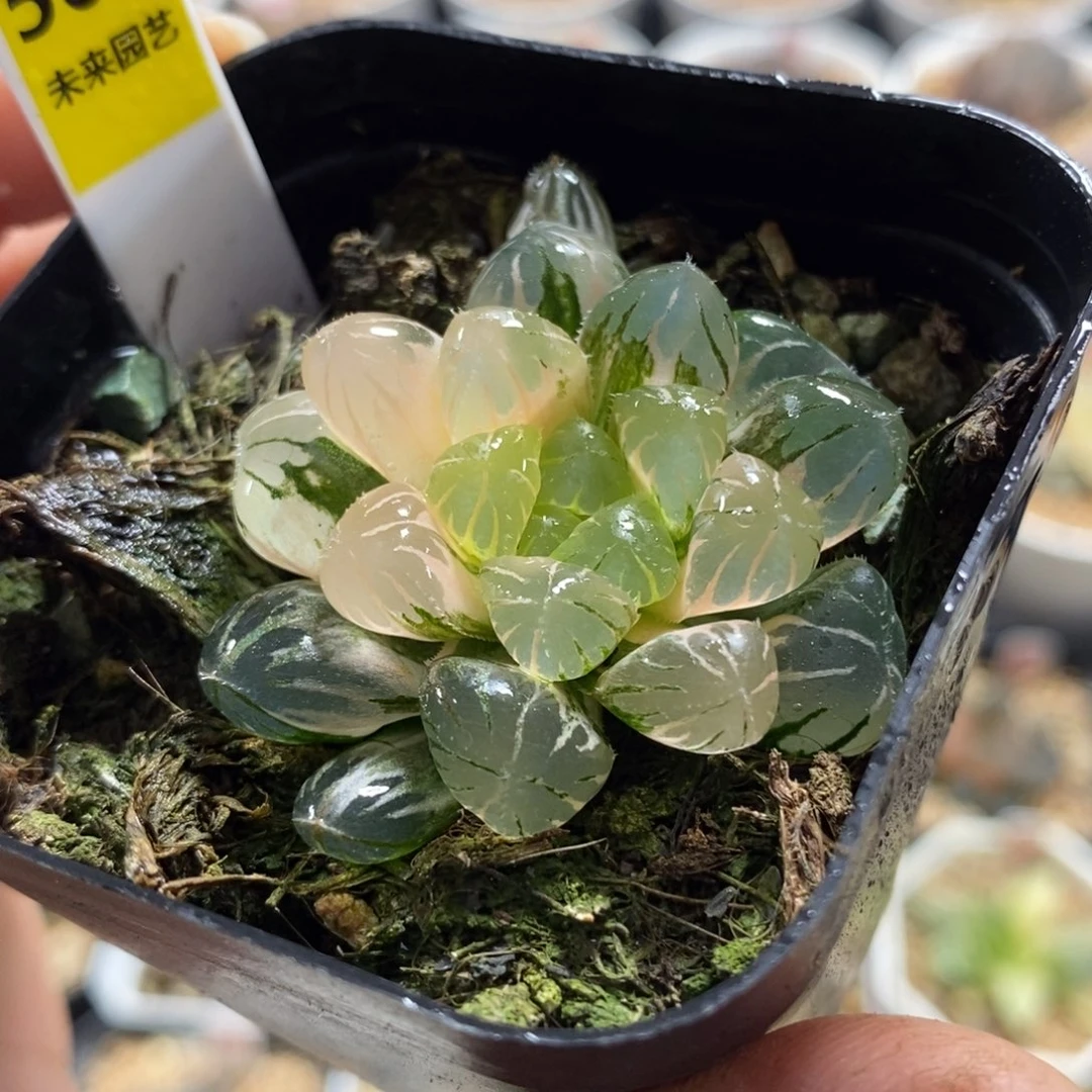 507冰灯玉露锦一物一图