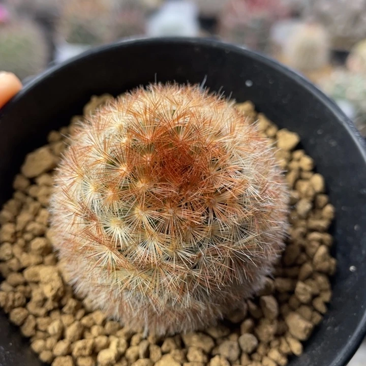 嘉文丸             实生根