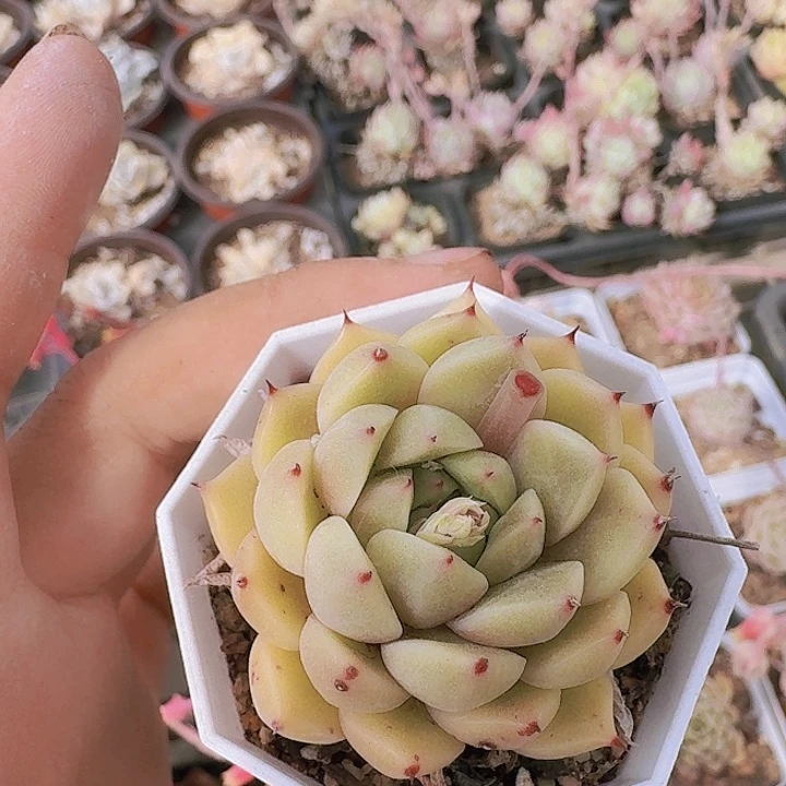 朵***军多肉植物满20包邮