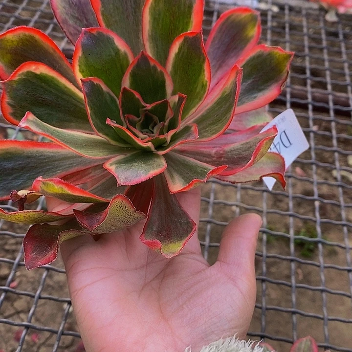 450魅影多肉砍头无根
