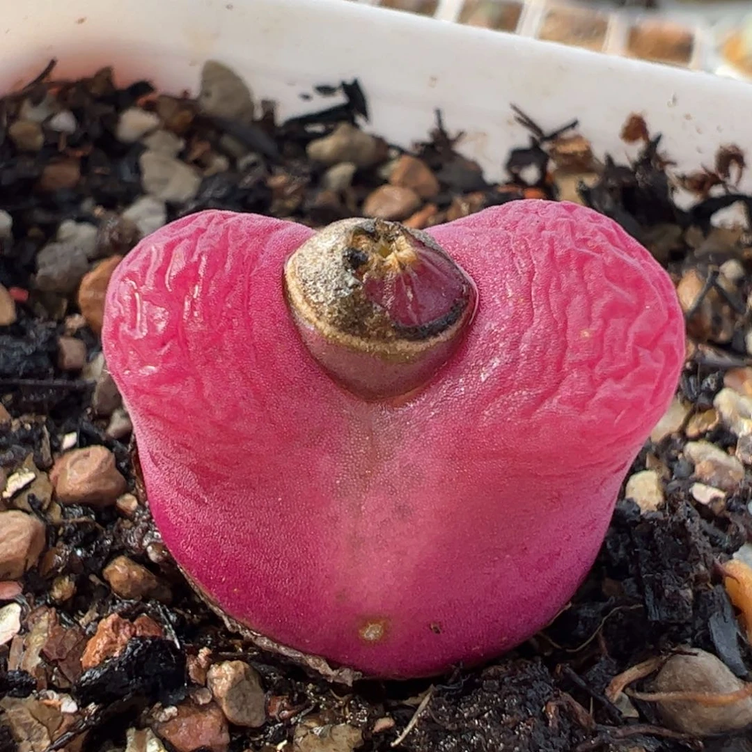 741多肉植物百科