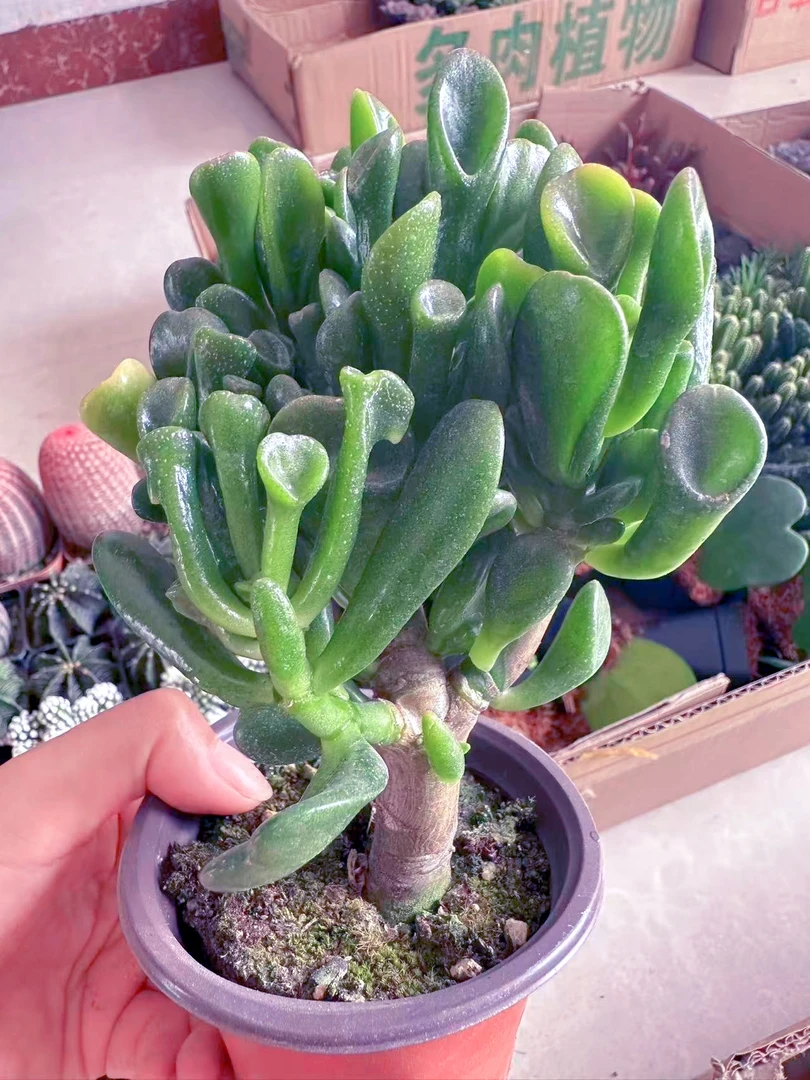 老桩吸财树多肉植物（满9.9元包邮发货）