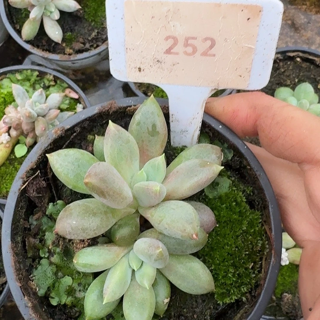 红胖哥特萝莉1234567891011