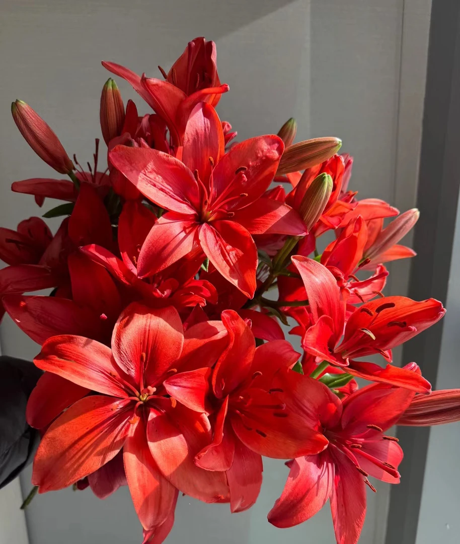 【红宝石】云南基地直发百合花鲜花瓶插水养亚百合室内鲜切花