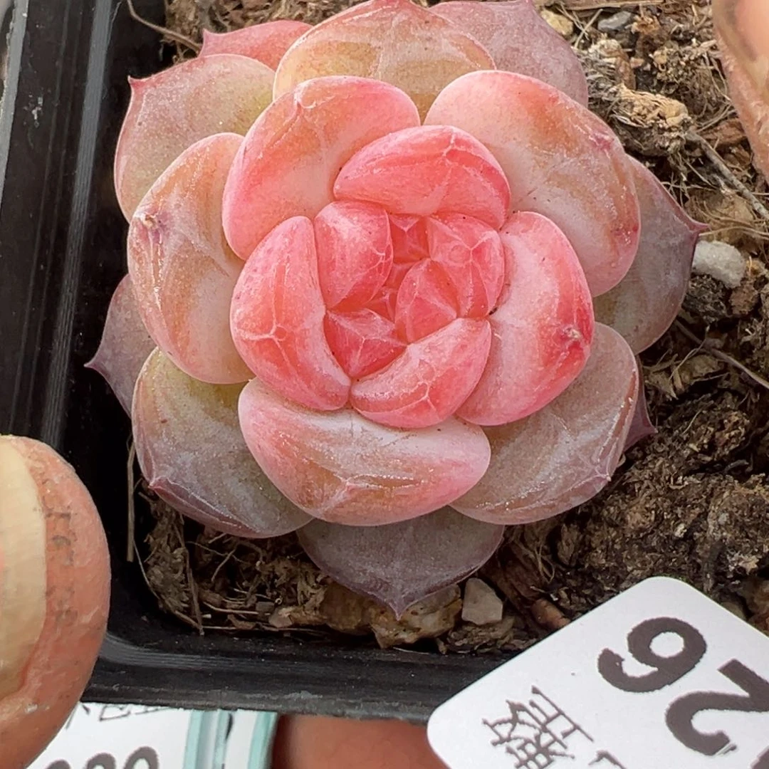 小卡拉米糖心一物一拍12-26