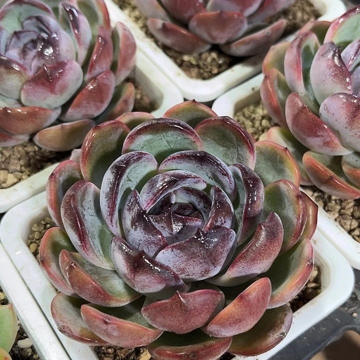 精品正版大黑橙子多肉植物