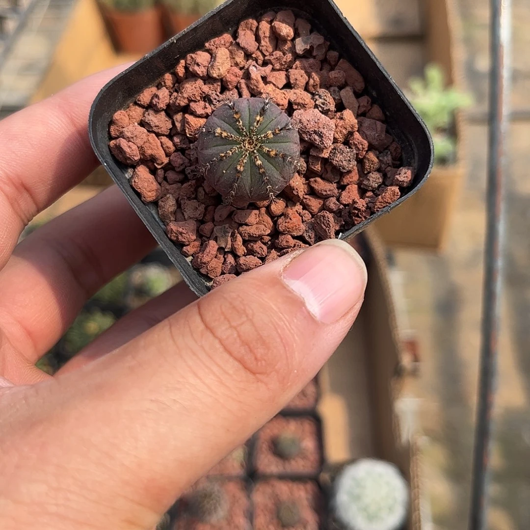 艳姬士童单头发货单头发货