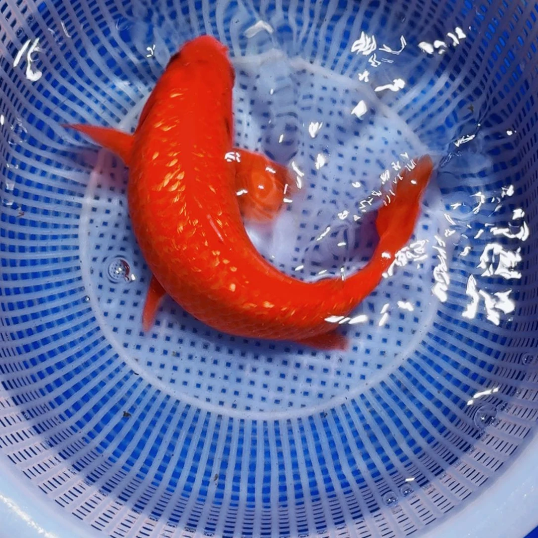 锦鲤精品甄选血统锦鲤