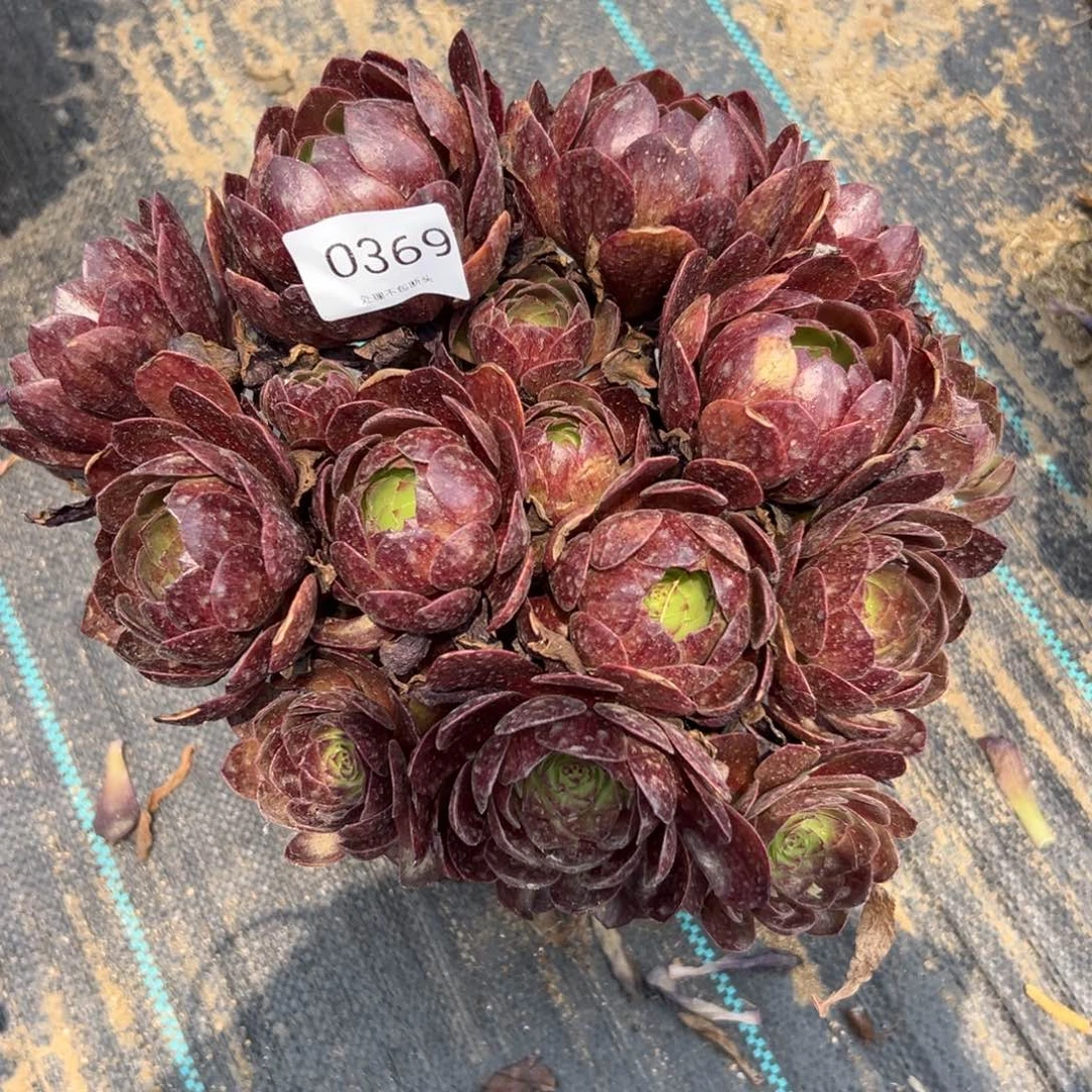 369多肉     黑魔