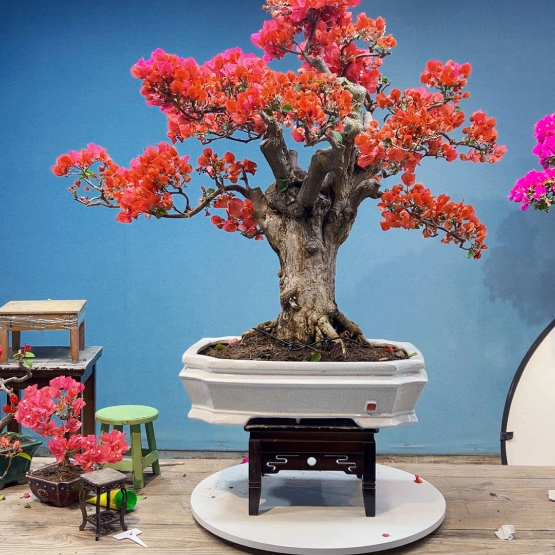 不***二无花朵同安红三角梅