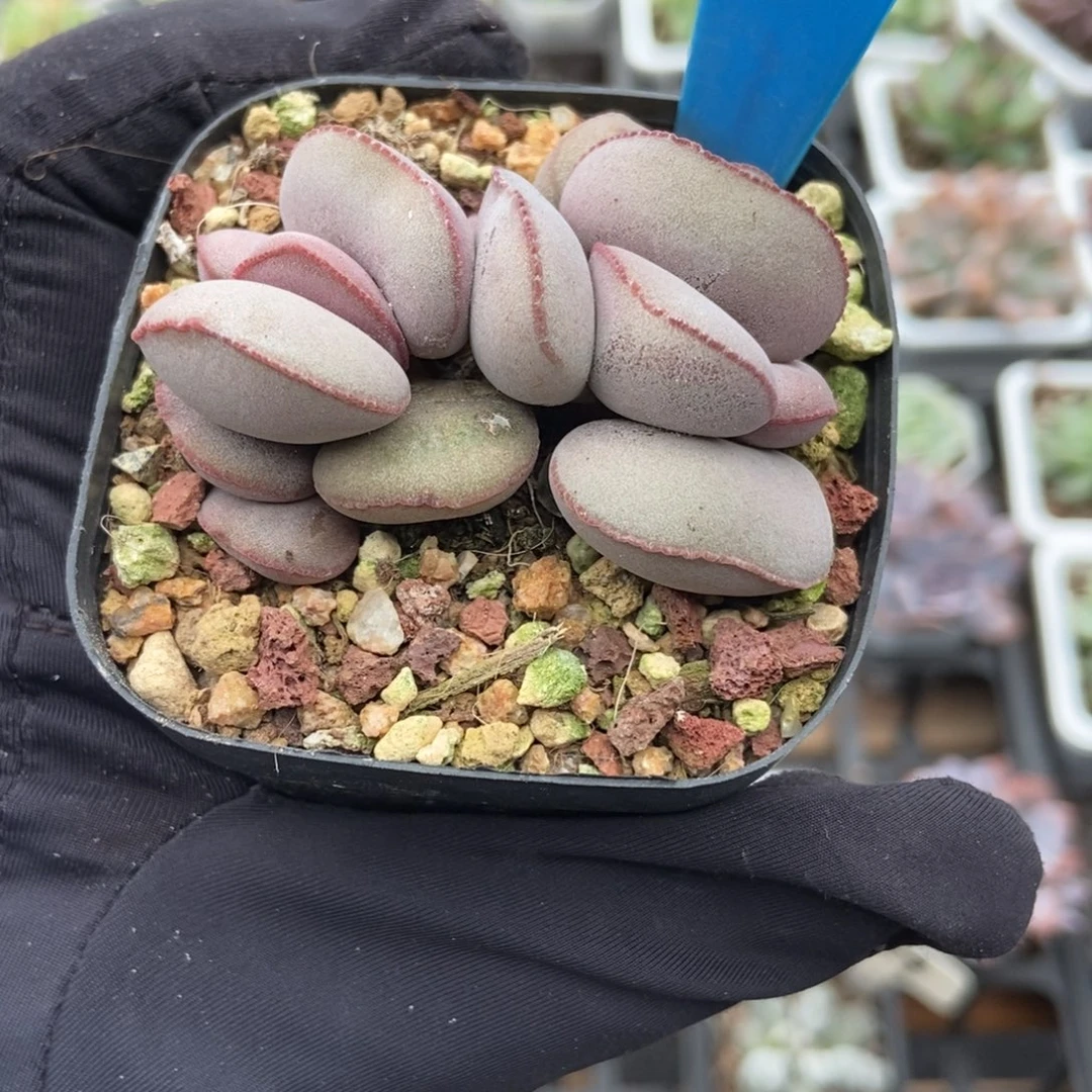 1012红蛋多肉植物