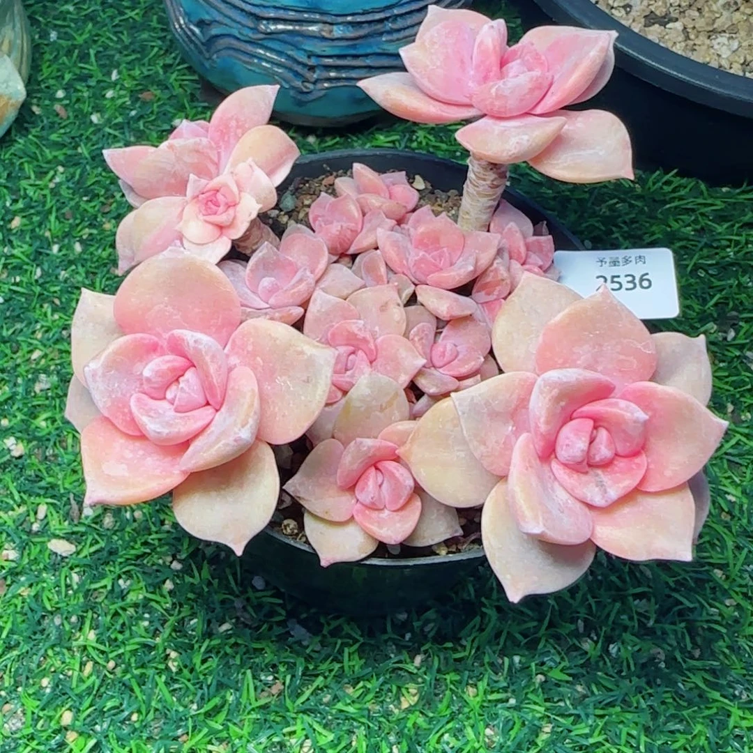 彩虹糖，2536多肉植物