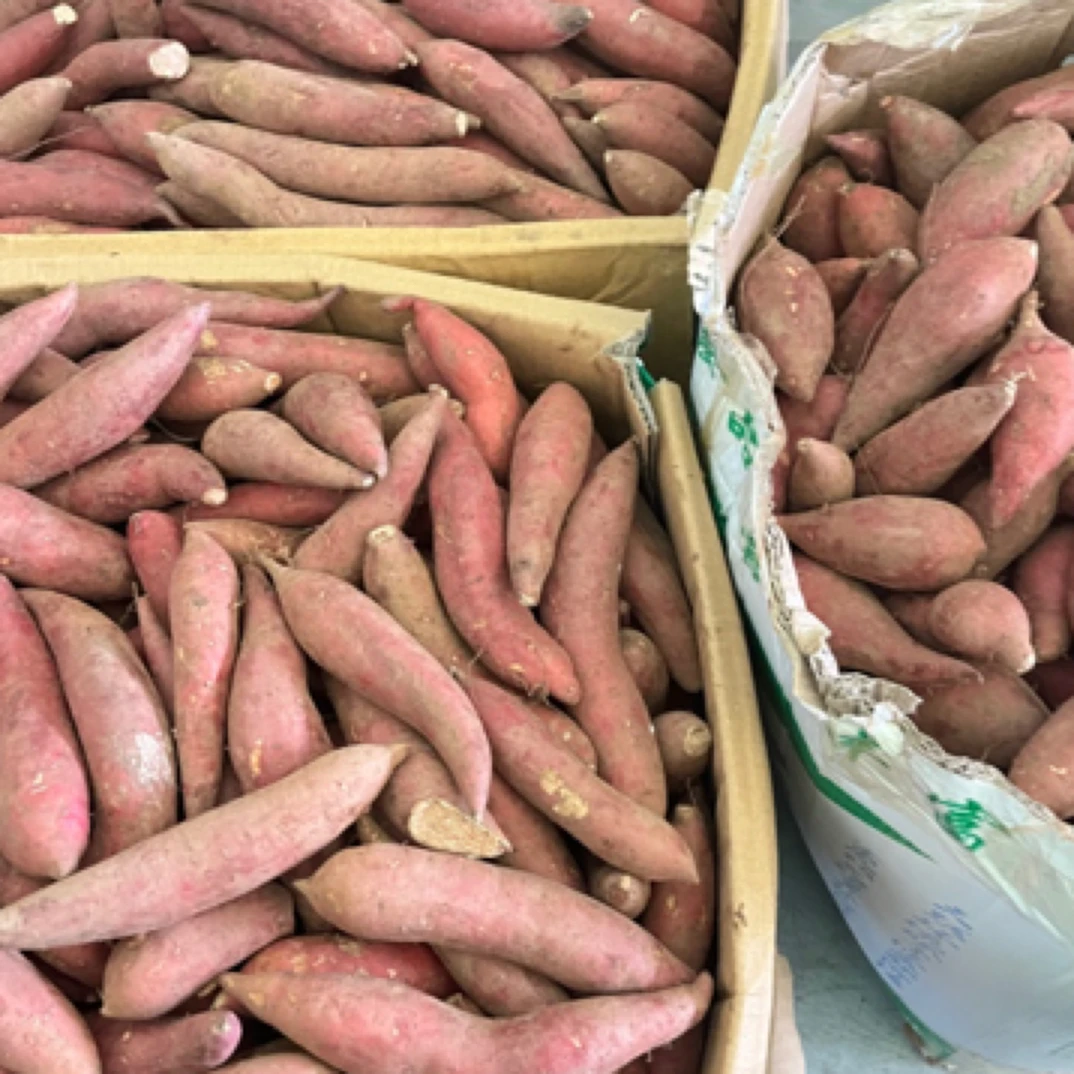 新鲜现挖正宗西瓜红蜜薯农家自种