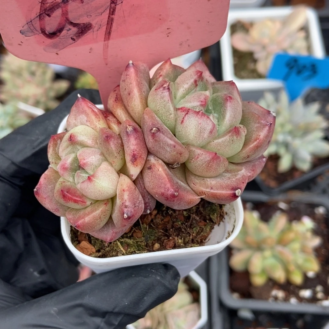 657白玫瑰石化多肉植物