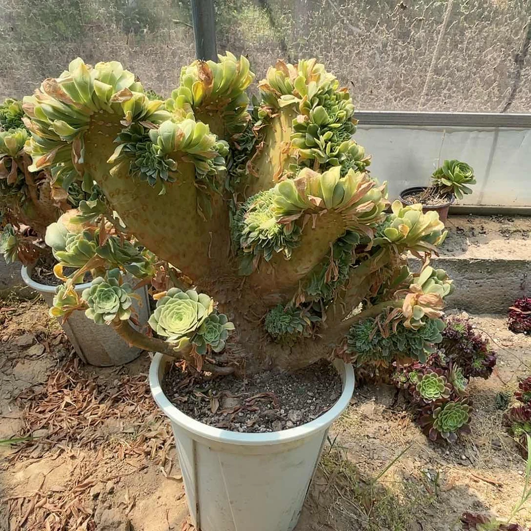 【闪购商品】全部花朵绿羊绒