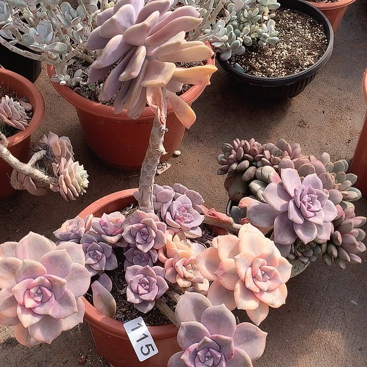 115紫乐锦一物一拍多肉