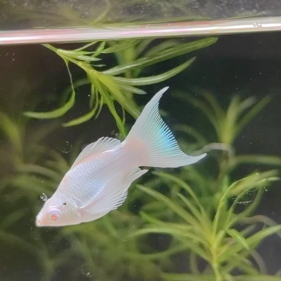 钻石眼瓷白玛丽球鱼进口观赏鱼热带鱼瓷娃娃纯种短身鱼苗种鱼桃心