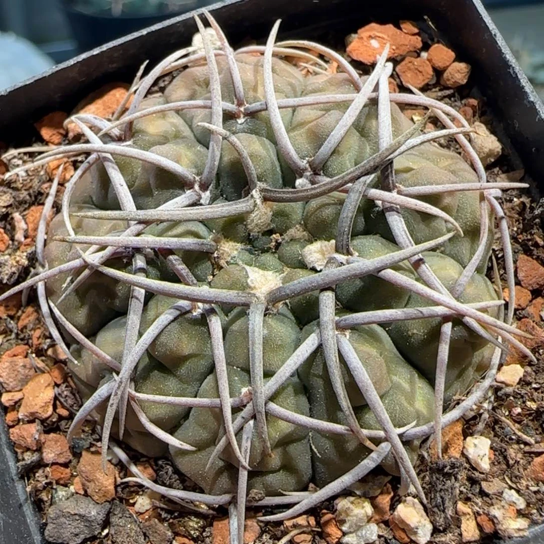 029实生长刺三枪多肉4.2