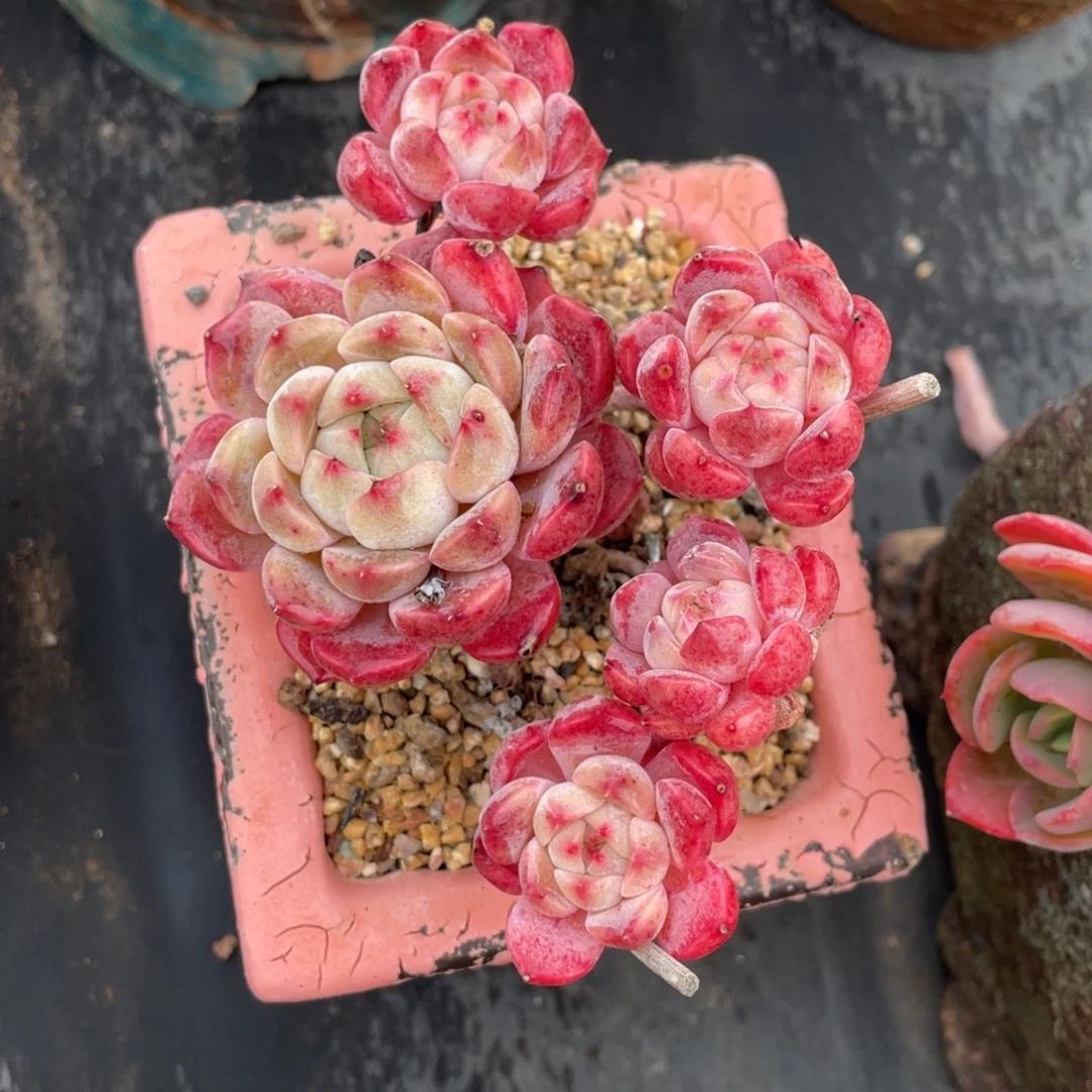 杂交五头群生景天